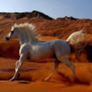 Meet your Posher, Samish